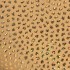 GOLD STONES BIKINI BRIEF